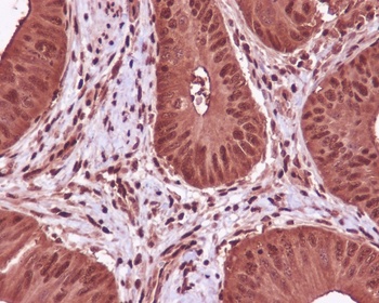 GAPDH Mouse Monoclonal Antibody