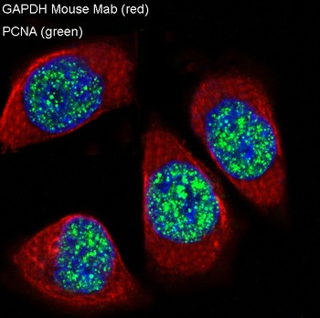 GAPDH Mouse Monoclonal Antibody
