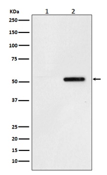 Phospho-Tau Rabbit Monoclonal Antibody