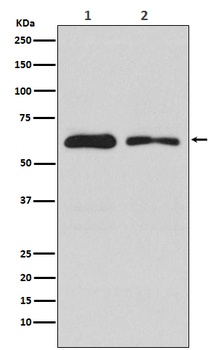 DOPA Decarboxylase Rabbit Monoclonal Antibody