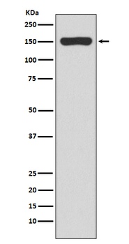 RNA polymerase beta Rabbit Monoclonal Antibody