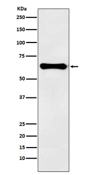 Factor IX Rabbit Monoclonal Antibody