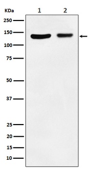 JAK1 Rabbit Monoclonal Antibody
