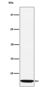 GLP2 Rabbit Monoclonal Antibody