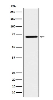 HNF1 beta Rabbit Monoclonal Antibody