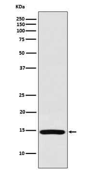 RPS19 Rabbit Monoclonal Antibody