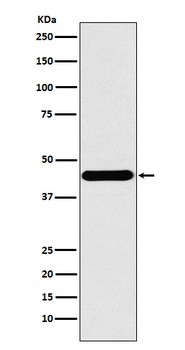 ILF2 Rabbit Monoclonal Antibody