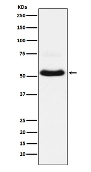 VGLUT1 Rabbit Monoclonal Antibody