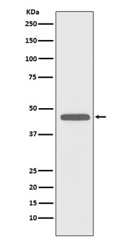 CD83 Rabbit Monoclonal Antibody