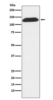 DNA Ligase I Rabbit Monoclonal Antibody