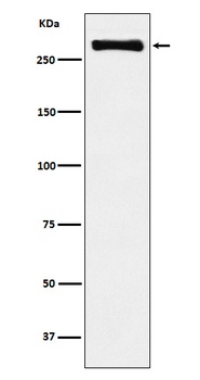 USP9x Rabbit Monoclonal Antibody