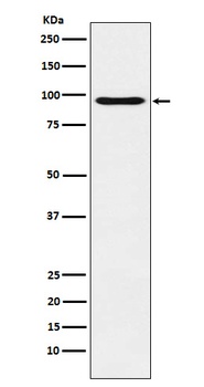 Oct-1 Rabbit Monoclonal Antibody