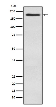 WSTF Rabbit Monoclonal Antibody