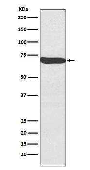 Frizzled 9/CD349 Rabbit Monoclonal Antibody