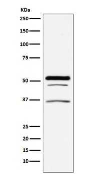 PIST Rabbit Monoclonal Antibody