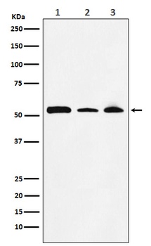 NONO/p54nrb Rabbit Monoclonal Antibody