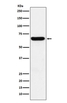 Methionine Aminopeptidase 2 Rabbit Monoclonal Antibody