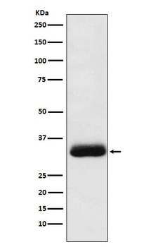 RACK1 Rabbit Monoclonal Antibody