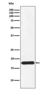 Ndufs4 Rabbit Monoclonal Antibody