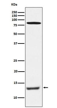 PEN2 Rabbit Monoclonal Antibody