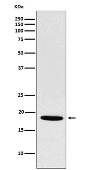 NDUFS4 Rabbit Monoclonal Antibody