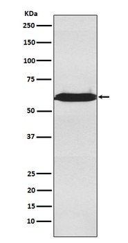 U2AF65 Rabbit Monoclonal Antibody