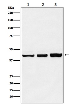 PRMT6 Rabbit Monoclonal Antibody