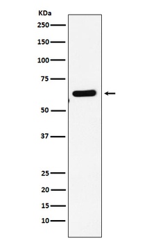 EHD1 Rabbit Monoclonal Antibody