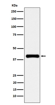 PON1 Rabbit Monoclonal Antibody