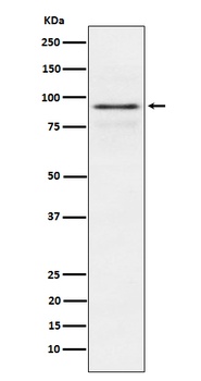 RSK1 p90 Rabbit Monoclonal Antibody