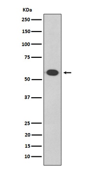 Oct-2 Rabbit Monoclonal Antibody