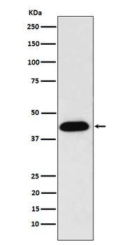 NUDC Rabbit Monoclonal Antibody