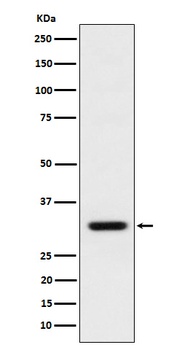BCL2L12 Rabbit Monoclonal Antibody