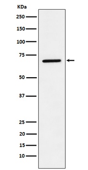LTA4H Rabbit Monoclonal Antibody