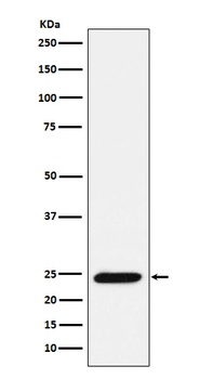 Bmf Rabbit Monoclonal Antibody
