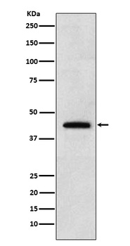 Renalase Rabbit Monoclonal Antibody