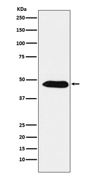 EBP1/PA2G4 Rabbit Monoclonal Antibody