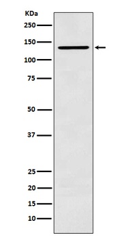 CARD11 Rabbit Monoclonal Antibody