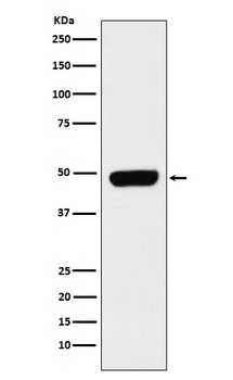 Pannexin 1 Rabbit Monoclonal Antibody
