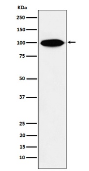 KIFAP3 Rabbit Monoclonal Antibody