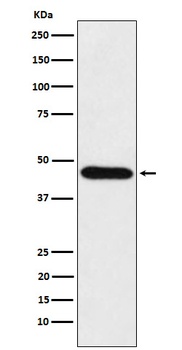 CDC123 Rabbit Monoclonal Antibody