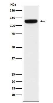PER3 Rabbit Monoclonal Antibody