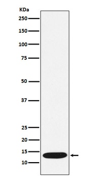 CCL21 Rabbit Monoclonal Antibody