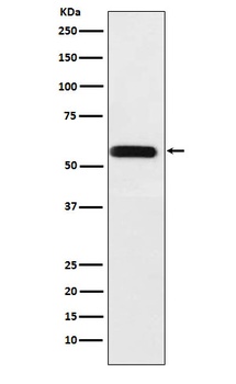 ANGPTL3 Rabbit Monoclonal Antibody