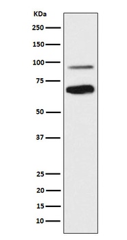 TCF4 Rabbit Monoclonal Antibody