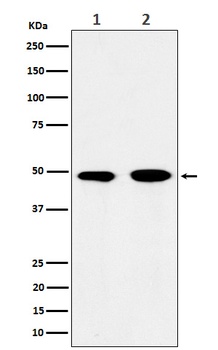 eIF3e Rabbit Monoclonal Antibody