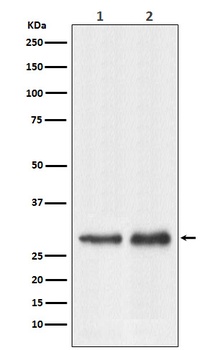 RPL7A Rabbit Monoclonal Antibody