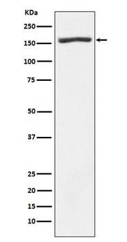 Nidogen 1 Rabbit Monoclonal Antibody