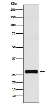GJB1 Rabbit Monoclonal Antibody