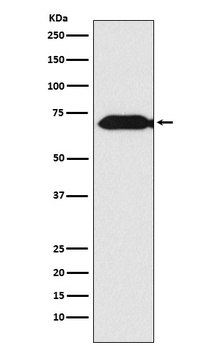 Themis Rabbit Monoclonal Antibody